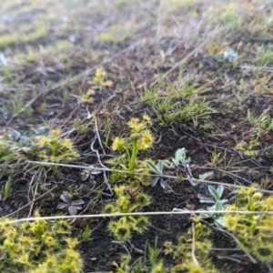 Drosera sp. at Paddys River, ACT - 5 Sep 2023 04:31 PM