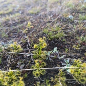 Drosera sp. at Paddys River, ACT - 5 Sep 2023 04:31 PM