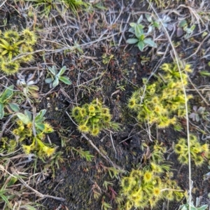 Drosera sp. at Paddys River, ACT - 5 Sep 2023 04:31 PM