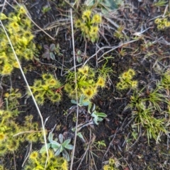 Drosera sp. at Paddys River, ACT - 5 Sep 2023 04:31 PM