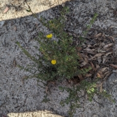 Hibbertia obtusifolia at Paddys River, ACT - 5 Sep 2023