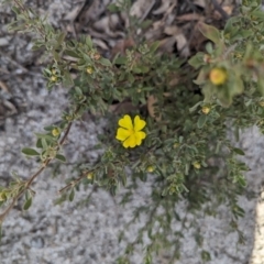 Hibbertia obtusifolia at Paddys River, ACT - 5 Sep 2023