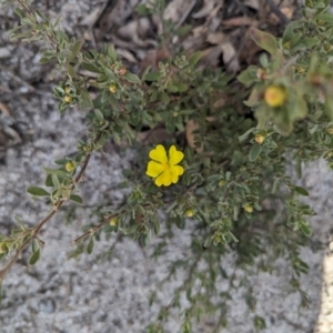 Hibbertia obtusifolia at Paddys River, ACT - 5 Sep 2023