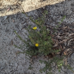 Hibbertia obtusifolia at Paddys River, ACT - 5 Sep 2023