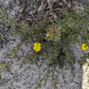 Hibbertia obtusifolia at Paddys River, ACT - 5 Sep 2023