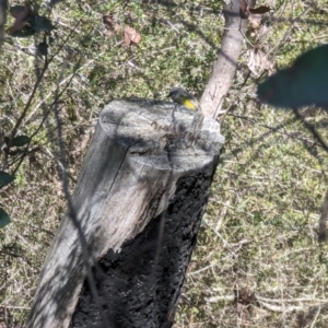 Eopsaltria australis at Kambah, ACT - 5 Sep 2023