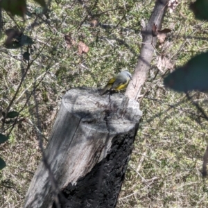 Eopsaltria australis at Kambah, ACT - 5 Sep 2023