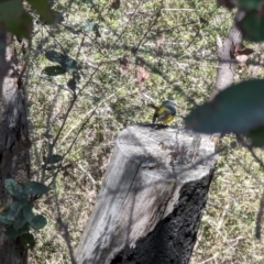 Eopsaltria australis at Kambah, ACT - 5 Sep 2023 02:09 PM