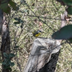 Eopsaltria australis at Kambah, ACT - 5 Sep 2023 02:09 PM