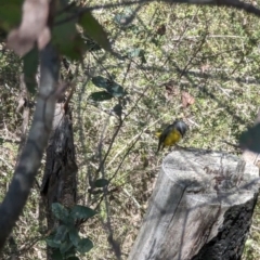 Eopsaltria australis at Kambah, ACT - 5 Sep 2023 02:09 PM