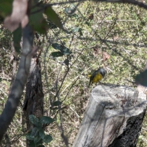 Eopsaltria australis at Kambah, ACT - 5 Sep 2023