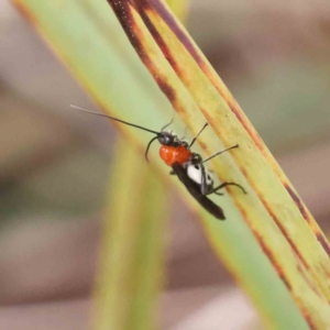 Braconidae (family) at Acton, ACT - 31 Aug 2023