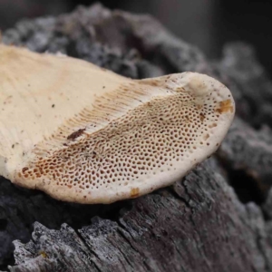 Truncospora ochroleuca at Caladenia Forest, O'Connor - 31 Aug 2023 12:30 PM