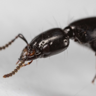 Staphylinidae (family) (Rove beetle) at QPRC LGA - 8 Sep 2023 by MarkT