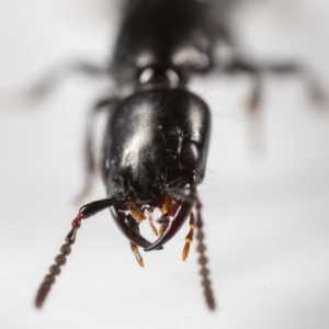 Staphylinidae (family) at Jerrabomberra, NSW - 8 Sep 2023