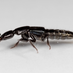 Staphylinidae (family) at Jerrabomberra, NSW - suppressed