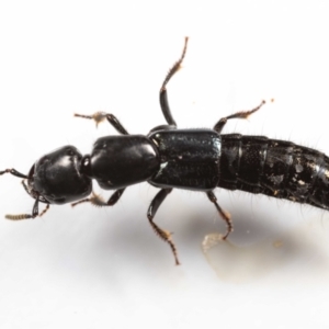 Staphylinidae (family) at Jerrabomberra, NSW - suppressed