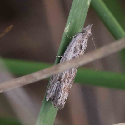Strepsicrates sphenophora (A Totricid moth) at Acton, ACT - 31 Aug 2023 by ConBoekel