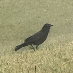 Corvus coronoides (Australian Raven) at Kangaroo Valley, NSW - 11 Sep 2023 by lbradley