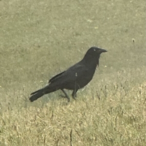 Corvus coronoides at Kangaroo Valley, NSW - 12 Sep 2023