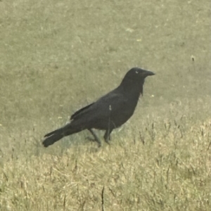 Corvus coronoides at suppressed - 12 Sep 2023