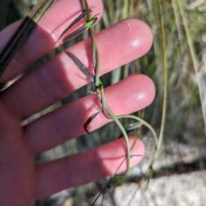 Comesperma volubile at Paddys River, ACT - 5 Sep 2023