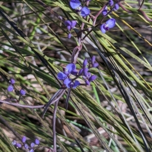 Comesperma volubile at Paddys River, ACT - 5 Sep 2023