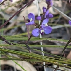 Comesperma volubile at Paddys River, ACT - 5 Sep 2023
