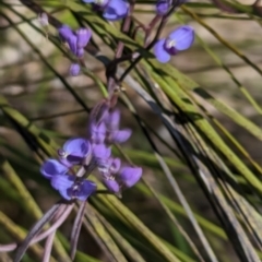 Comesperma volubile at Paddys River, ACT - 5 Sep 2023