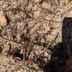 Tetratheca bauerifolia at Paddys River, ACT - 5 Sep 2023 02:47 PM