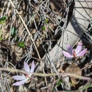 Caladenia fuscata at Canberra Central, ACT - 6 Sep 2023