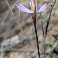 Caladenia fuscata at Canberra Central, ACT - 6 Sep 2023