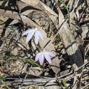 Caladenia fuscata at Canberra Central, ACT - 6 Sep 2023