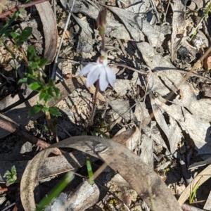 Caladenia fuscata at Canberra Central, ACT - 6 Sep 2023