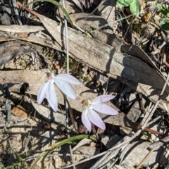 Caladenia fuscata (Dusky Fingers) at Canberra Central, ACT - 6 Sep 2023 by stofbrew