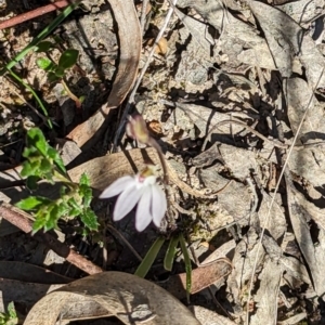 Caladenia fuscata at Canberra Central, ACT - 6 Sep 2023