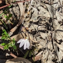 Caladenia fuscata at Canberra Central, ACT - 6 Sep 2023