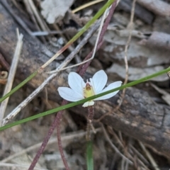 Caladenia fuscata at Canberra Central, ACT - 6 Sep 2023