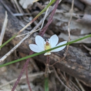 Caladenia fuscata at Canberra Central, ACT - 6 Sep 2023