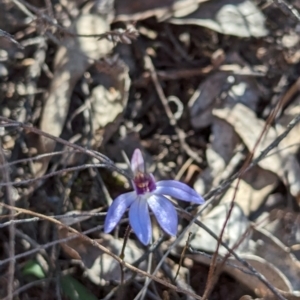 Cyanicula caerulea at Canberra Central, ACT - suppressed