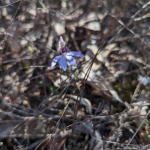 Cyanicula caerulea at Canberra Central, ACT - suppressed