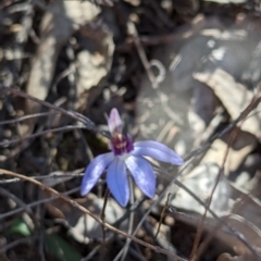 Cyanicula caerulea at Canberra Central, ACT - suppressed