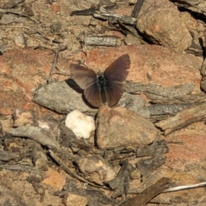 Erina sp. (genus) at Canberra Central, ACT - 6 Sep 2023