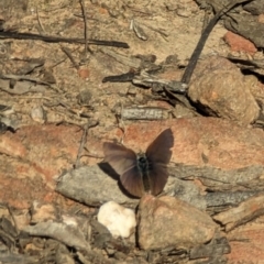 Erina sp. (genus) at Canberra Central, ACT - 6 Sep 2023