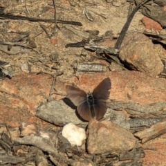 Erina sp. (genus) at Canberra Central, ACT - 6 Sep 2023