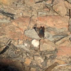 Erina sp. (genus) at Canberra Central, ACT - 6 Sep 2023