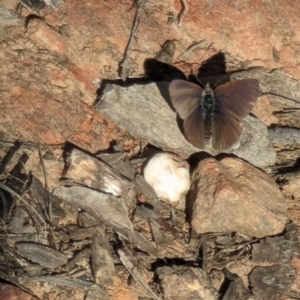 Erina sp. (genus) at Canberra Central, ACT - 6 Sep 2023