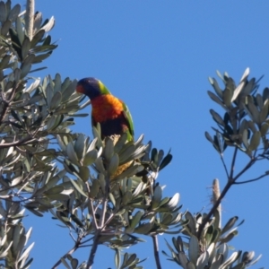 Trichoglossus moluccanus at The Gap, NSW - 12 Sep 2023