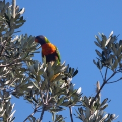 Trichoglossus moluccanus (Rainbow Lorikeet) at The Gap, NSW - 11 Sep 2023 by AliClaw
