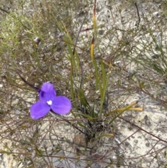 Patersonia sericea at Moollattoo, NSW - 12 Sep 2023 09:31 AM